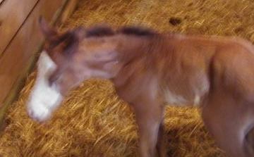 My sister-in-law Susan's newest addition, Tilly the Filly